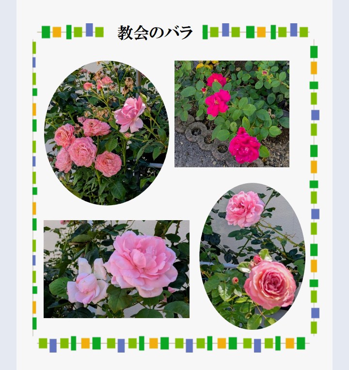 教会の薔薇